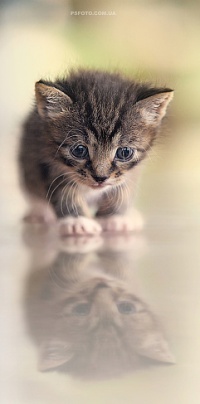 Аватар вконтакте Маленький котенок и его отражение на гладкой поверхности, фотограф Полюшко Сергей