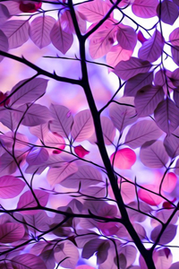 Фиолетовый мотылек (67 фото)