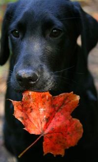 99px.ru аватар Black lab / Черный лабрадор с осенним кленовым листом