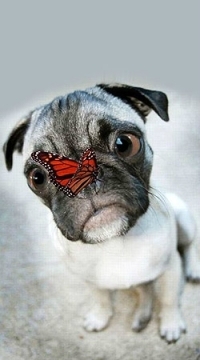 99px.ru аватар Мопс с бабочкой на носу