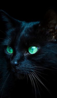 Аватар вконтакте Черный кот с зеленоголубыми глазами