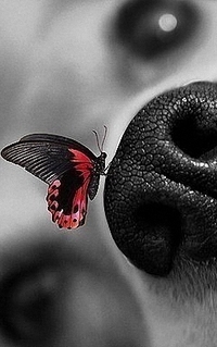 99px.ru аватар Бабочка сидит на носу у собаки