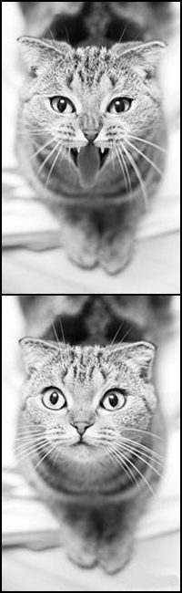 99px.ru аватар Серия фото с полосатым котом, строящим забавные мордочки
