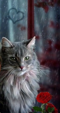 99px.ru аватар Кошка с розой на фоне окна, за которым идет дождь