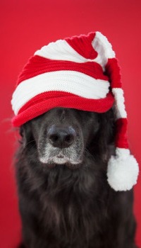 Аватар вконтакте Пес в новогодней шапке, by thank Dog photography
