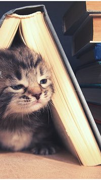 Аватар вконтакте Котенок выглядывает из за книги