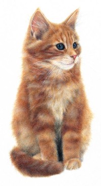 Аватар вконтакте Рыжий кот на белом фоне, by Anne Mortimer