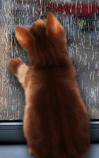 99px.ru аватар Котенок сидит на подоконнике и смотрит как за окном идет дождь