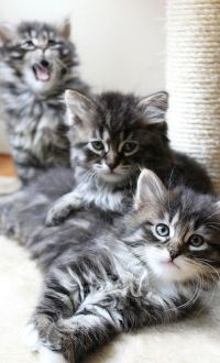 Аватар вконтакте Три маленьких котенка