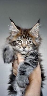 99px.ru аватар Человеческая рука держит полосатого котенка
