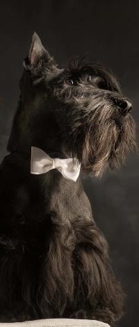 Аватар вконтакте Щенок Шотландский терьер (Скотч-терьер, скотти) / Scottish Terrier (Scottie, Aberdeen Terrier), украшенный бантиком