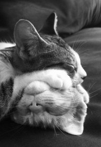 99px.ru аватар Два спящих кота в смешной позе