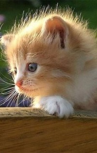 99px.ru аватар Рыжий маленький котенок