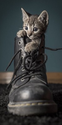 Аватар вконтакте Котенок сидит в ботинке