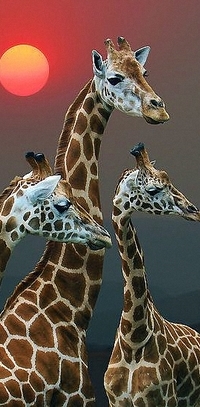 99px.ru аватар Три жирафа под горячим африканским Солнцем