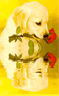 99px.ru аватар Щенок с розой в зубах в отражение воды