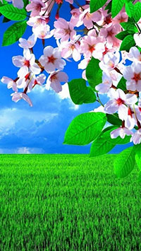 99px.ru аватар Цветущая ветка дерева на фоне неба и зеленой травы