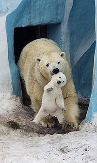 99px.ru аватар Белая медведица несет медвежонка за ухо