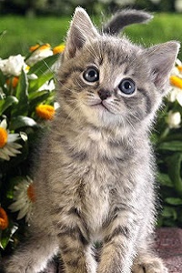 Аватар вконтакте Котенок на фоне ромашек