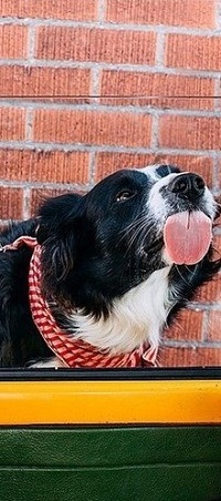 Аватар вконтакте Пес с высунутым языком, фотограф Эндрю Кнапп
