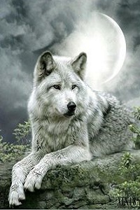 99px.ru аватар Волк лежит на камне на фоне полной луны в облаках, фотохудожница Cindy Grundsten / Синди Грундстен
