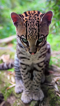 Аватар вконтакте Обиженный масик - оцелот / Leopardus pardalis