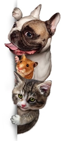 Аватар вконтакте Из-за угла выглядывают собака, хомячок и кошка, Dogs Hamsters Cats