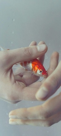 Аватар вконтакте Руки, пытающиеся поймать аквариумную рыбку, foto by Marta Bevacqua