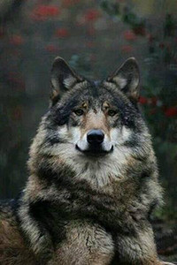 99px.ru аватар Волк на фоне осенней листвы