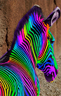 Аватар вконтакте Зебра с радужными полосками