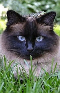 Аватар вконтакте Сиамская кошка на фоне зеленой травы