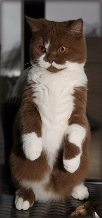 99px.ru аватар Красивый кот стоит на задних лапах