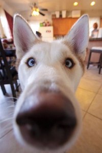 99px.ru аватар Забавный голубоглазый пес сует любопытный нос в камеру