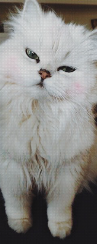99px.ru аватар Красивая пушистая кошка