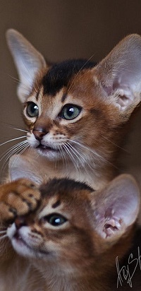 Аватар вконтакте Два милых котенка