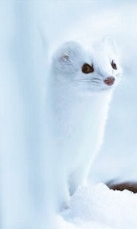 99px.ru аватар Белая ласка на снегу