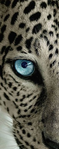99px.ru аватар Голубой глаз леопарда