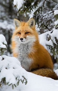99px.ru аватар Рыжая лиса на снегу