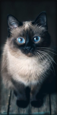 Аватар вконтакте Сиамская кошка с голубыми глазами
