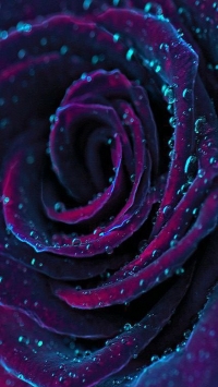 99px.ru аватар Темная двухцветная роза в капельках воды