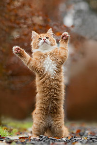 99px.ru аватар Рыжий кот стоит на задних лапках, фотограф Roeselien Raimond
