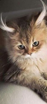 Аватар вконтакте Милый симпатичный котенок