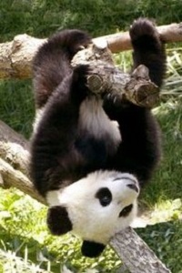 99px.ru аватар Панда весит на дереве вверх ногами