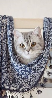 Аватар вконтакте Кошка выглядывает из-за платка