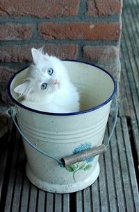 Аватар вконтакте Белый котенок в ведре