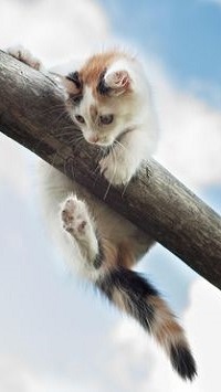 Аватар вконтакте Котенок повис на деревяшке, фотограф Екатерина Саламайкина