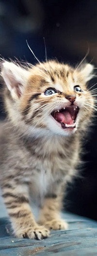 Аватар вконтакте Котенок с открытым ртом