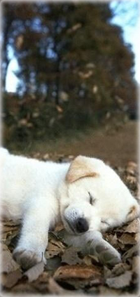 99px.ru аватар Белый щенок спит на осенних листьях