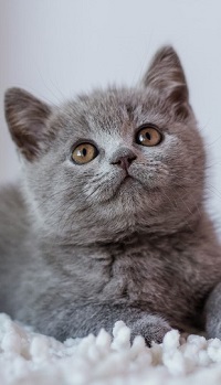 Аватар вконтакте Дымчатый котенок смотрит вверх