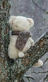 Аватар вконтакте Игрушечный мишка с шарфом сидит на ветке дерева